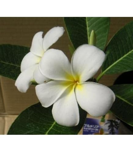 Amazon.co.jp: 【ハワイの名花】プルメリア苗 'Royal Hawaiian'' (園芸